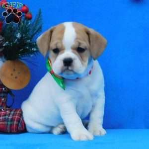 Ginger, Miniature Bulldog Puppy